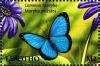 Colnect-5965-001-Blue-Morpho-Morpho-peleides.jpg