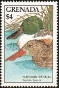 Colnect-4398-832-Northern-shoveler.jpg