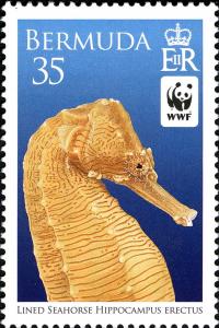 Colnect-5090-419-Lined-Seahorse-Hippocampus-erectus-.jpg