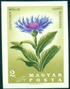 Colnect-4543-868-Mountain-Cornflower-Centaurea-mollis.jpg