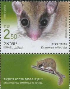 Colnect-5796-043-Forest-Dormouse-Dryomys-nitedula.jpg