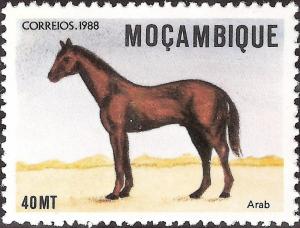 Colnect-1119-704-Arabian-Horse-Equus-ferus-caballus.jpg