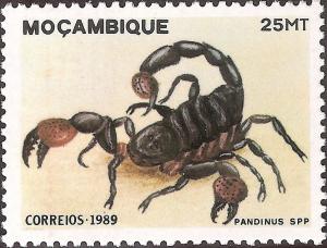 Colnect-1122-287-Scorpion-Pandinus-sp.jpg