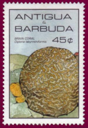 Colnect-1452-474-Grooved-Brain-Coral-Diploria-labyrinthiformis.jpg