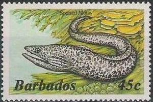 Colnect-1497-059-Spotted-Moray-Gymnothorax-moringa.jpg