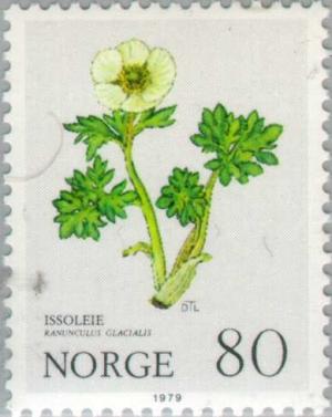 Colnect-161-966-Glacier-Buttercup-or-Crowfoot-Ranunculus-glacialis.jpg