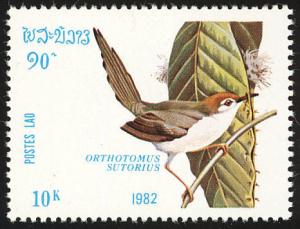 Colnect-1614-669-Common-Tailorbird-Orthotomus-sutorius.jpg