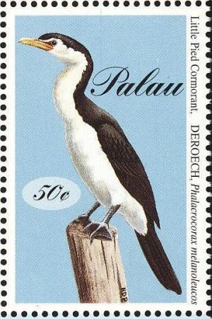 Colnect-1638-049-Little-Pied-Cormorant-Phalacrocorax-melanoleucos.jpg