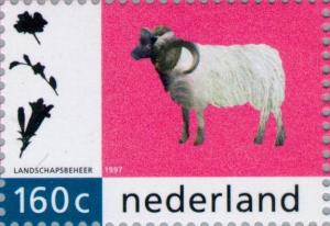 Colnect-180-217-Drents-Moorsheep-Ovis-ammon-aries.jpg