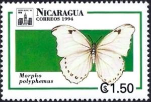 Colnect-2221-868-White-Morpho-Morpho-polyphemus.jpg