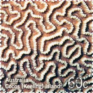 Colnect-2737-655-Brain-Coral-Platygyra-sinensis.jpg