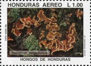 Colnect-3106-846-Trichaptum-biformis-as-Polyporus-pargamenus.jpg