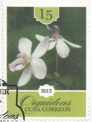 Colnect-5485-961-White-orchid-with-mauve-lip.jpg