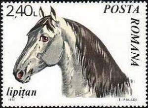 Colnect-571-446-Lipizzan-Horse-Equus-ferus-caballus.jpg