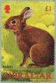 Colnect-121-136-Rabbit-Oryctolagus-cuniculus.jpg