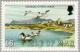 Colnect-124-511-Shelducks-Tadorna-tadorna-at-Poyll-Vaaish.jpg