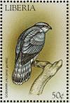 Colnect-1641-827-Northern-Goshawk-Accipiter-gentilis.jpg