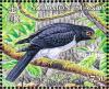 Colnect-3742-547-Imitator-Goshawk-Accipiter-imitator.jpg