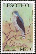 Colnect-1725-622-African-Goshawk%C2%A0Accipiter-tachiro.jpg