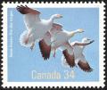 Colnect-3642-426-Snow-Goose-Anser-caerulescens-.jpg