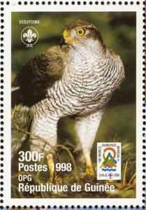 Colnect-868-381-Northern-Goshawk-Accipiter-gentilis.jpg