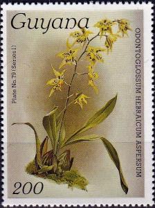 Colnect-3992-736-Odontoglossum-hebraicum-aspersum.jpg