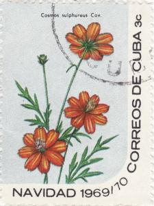 Colnect-1082-303-Cosmos-sulphureus.jpg