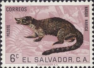 Colnect-1102-155-White-nosed-Coati-Nasua-narica.jpg