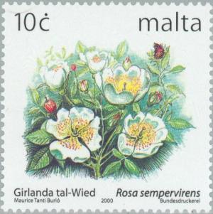 Colnect-131-421-Rosa-sempervirens.jpg