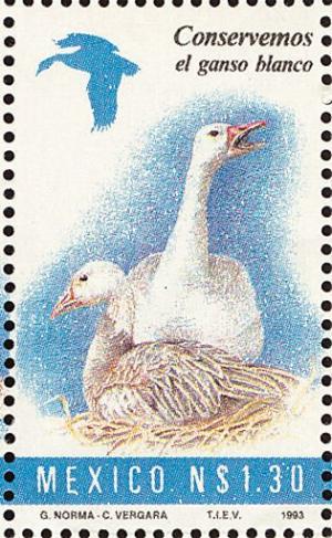 Colnect-1490-771-Snow-Goose-Anser-caerulescens.jpg