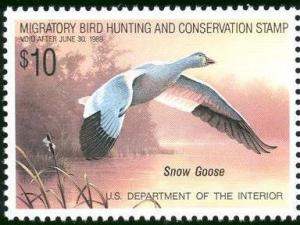 Colnect-205-110-Snow-Goose-Anser-caerulescens.jpg