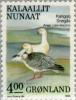 Colnect-158-444-Snow-Goose-Anser-caerulescens.jpg