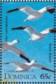 Colnect-1748-087-Snow-Goose%C2%A0Anser-caerulescens.jpg