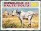 Colnect-2097-491-Zebu-Bos-primigenius-indicus.jpg