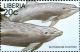 Colnect-3977-598-Common-Bottlenose-Dolphin-Tursiops-truncatus.jpg