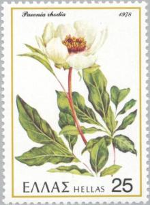 Colnect-174-043-Peony--quot-Paeonia-rhodia-quot-.jpg