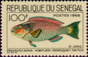 Colnect-1990-860-Guinean-Parrotfish-Pseudoscarus-hoefleri.jpg