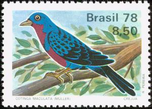 Colnect-2265-211-Banded-Cotinga-Cotinga-maculata-.jpg