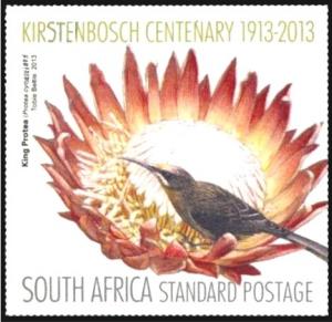 Colnect-2287-507-King-Protea-Protea-cynaroides.jpg