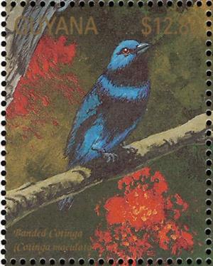 Colnect-3516-446-Banded-Cotinga-Cotinga-maculata.jpg