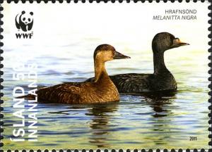 Colnect-3913-949-Common-Scoter-nbsp-Melanitta-nigra.jpg