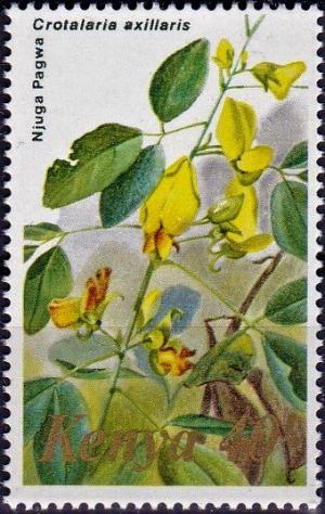 Colnect-4149-702-Crotalaria-axillaris.jpg