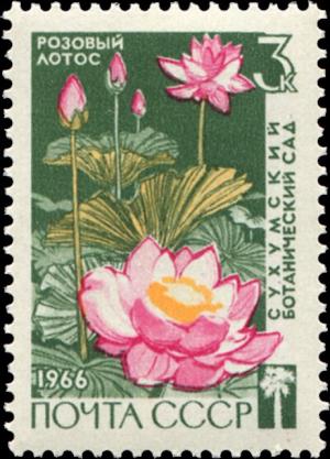 Colnect-4517-106-Pink-Lotus-Nelumbo-nucifera.jpg