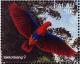 Colnect-2425-149-Eclectus-Parrot-Eclectus-roratus---Female.jpg