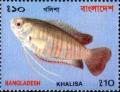 Colnect-1701-925-Giant-Gourami-Colisa-fasciatus.jpg