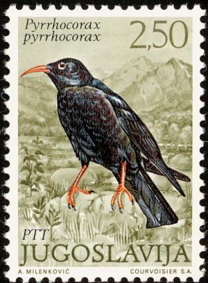 Colnect-1247-933-Red-billed-Chough-Pyrrhocorax-pyrrhocorax.jpg