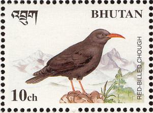 Colnect-1412-478-Red-billed-Chough-Pyrrhocorax-pyrrhocorax.jpg