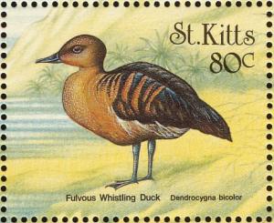 Colnect-1659-369-Fulvous-Whistling-Duck%C2%A0.jpg