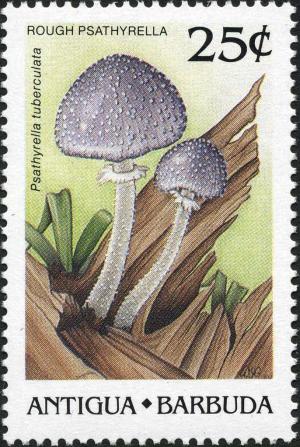 Colnect-2025-656-Rough-Psathyrella.jpg