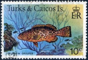 Colnect-2761-828-Yellowfin-Grouper-Mycteroperca-venenosa.jpg